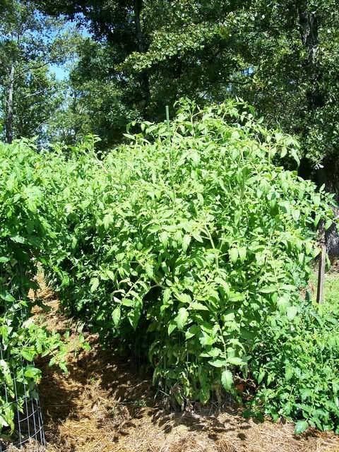 Hay Mulch photo GiantPinkBelgiumPlant2007.jpg